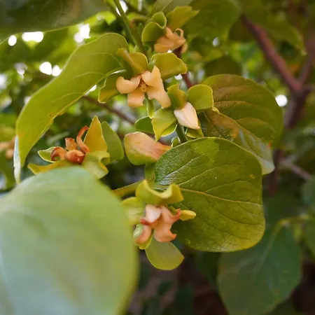 Hébergement de vacances Casa With Sea View