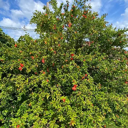 בית נופש Casa With Sea View *