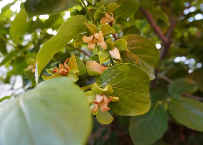 Semesterbostad Casa With Sea View